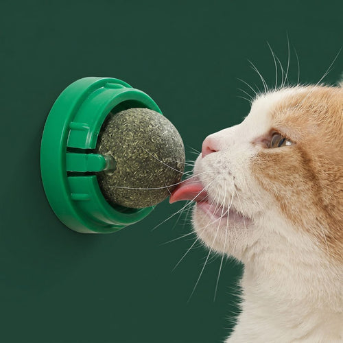 Kattmynta